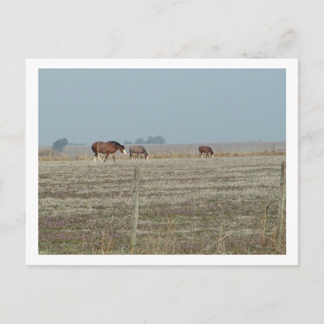 horses postcard (Front)