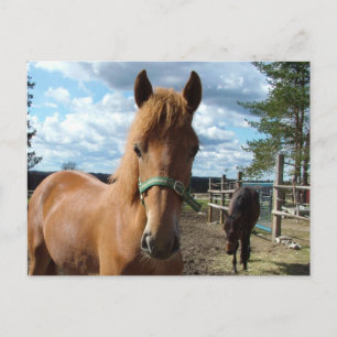 Horses postcard