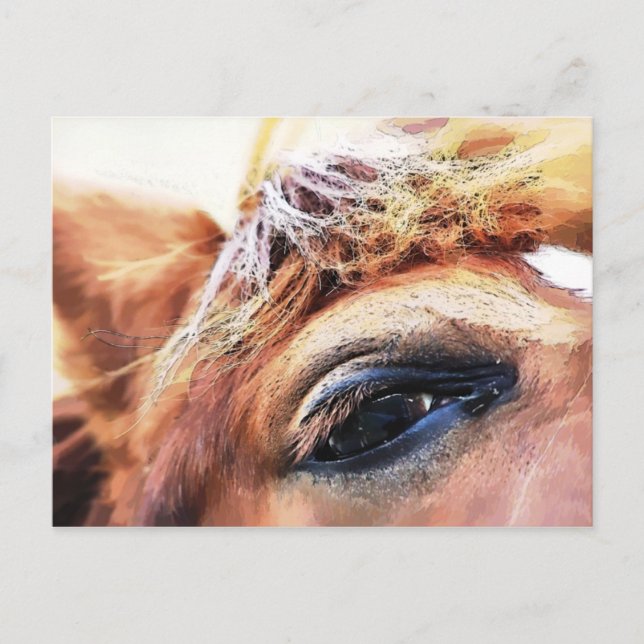 HORSES POSTCARD (Front)