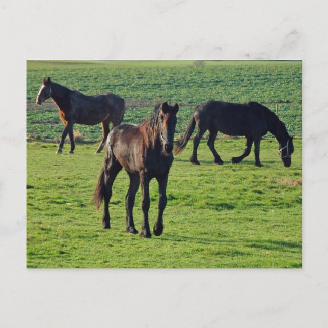 Horses postcard (Front)