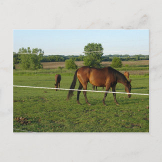 Horses Postcard