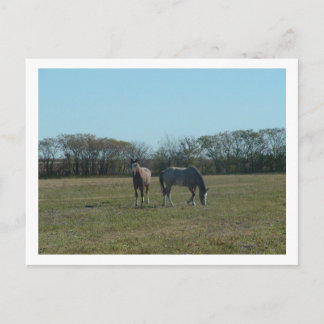 horses postcard