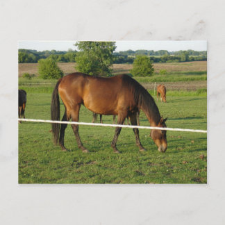 Horses Postcard