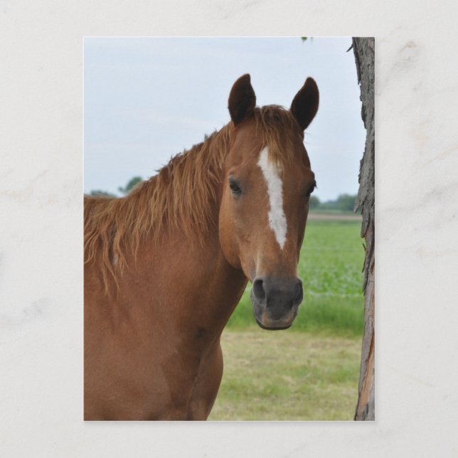 Horses Postcard (Front)