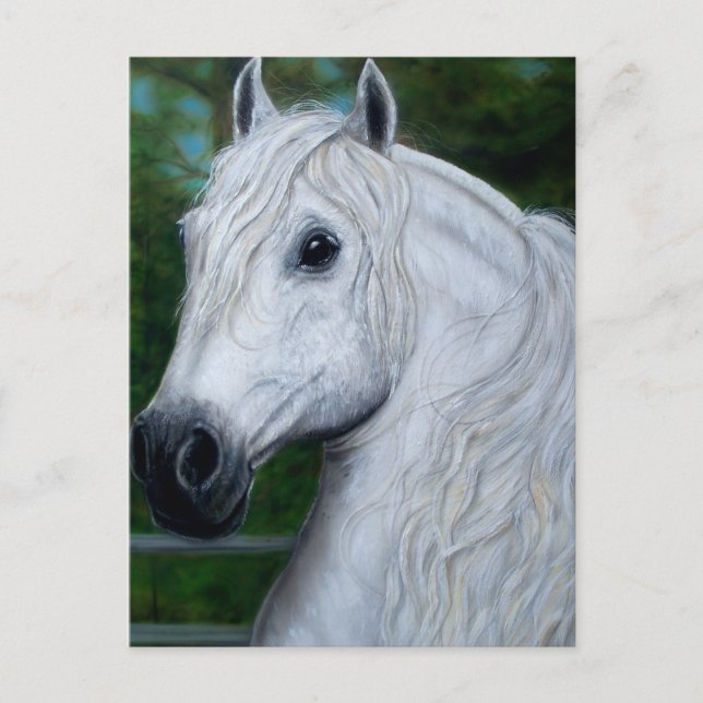 Horses Postcard (Front)
