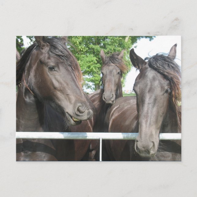 Horses Postcard (Front)