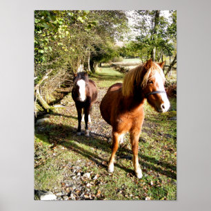 HORSES POSTER