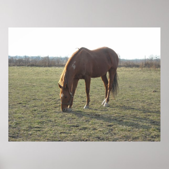 Horses Poster (Front)