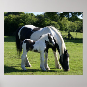 horses poster