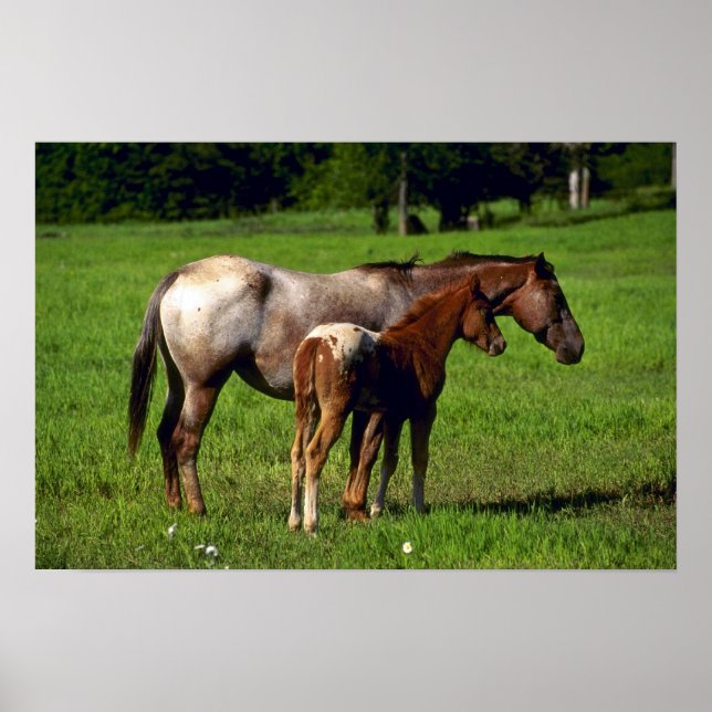 Horses Poster (Front)