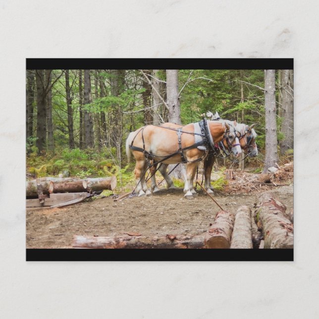 Horses Pulling Logs In Woods of Maine Postcard (Front)