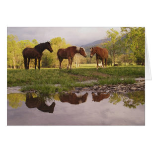 Horses reflected in small stream, Cades Cove,