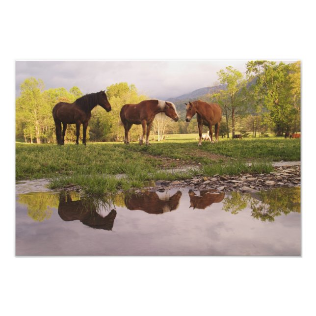 Horses reflected in small stream, Cades Cove, Photo Print (Front)
