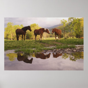 Horses reflected in small stream, Cades Cove, Poster