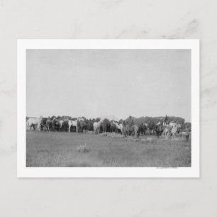 Horses Rounded up by Cowboys Photograph Postcard