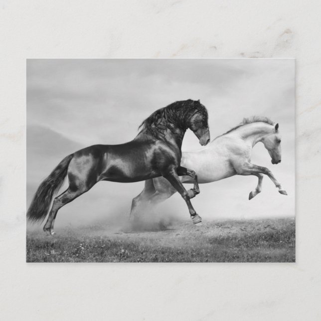 Horses Run Postcard (Front)