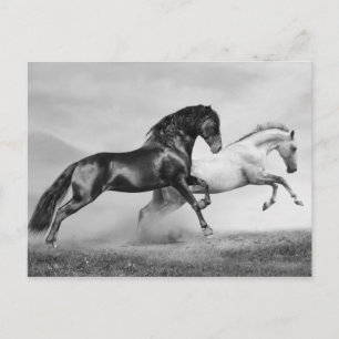 Horses Run Postcard