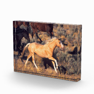 Horses Running a Ponderosa Ranch Photo Block