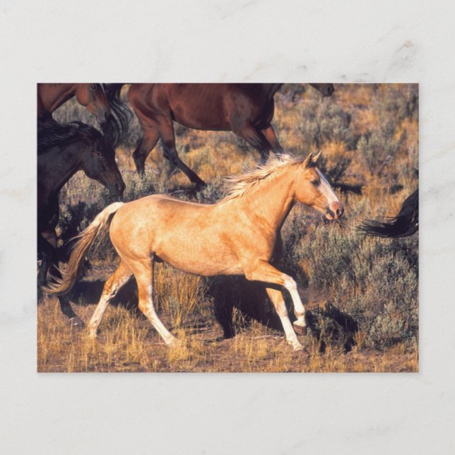 Horses Running a Ponderosa Ranch Postcard (Front)