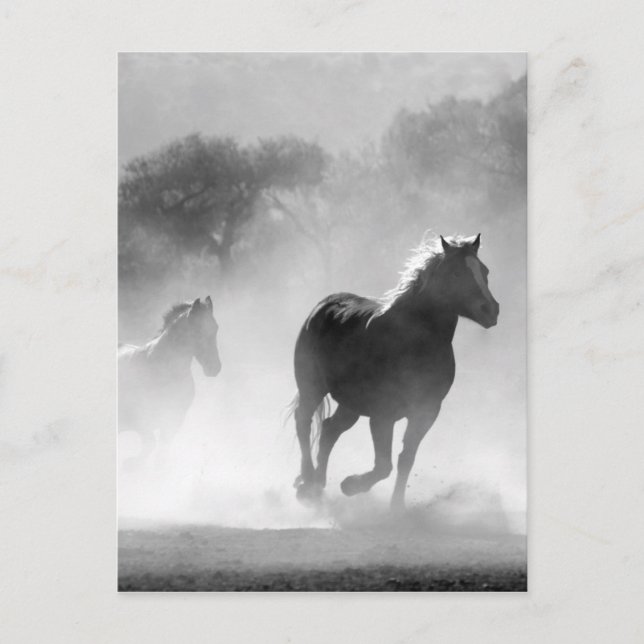 Horses running black and white beautiful scenery postcard (Front)