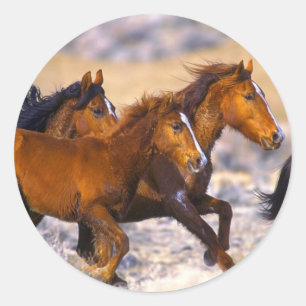 Horses running classic round sticker