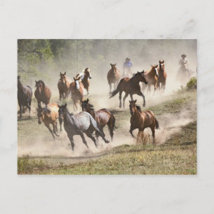 Horses running during roundup, Montana Postcard