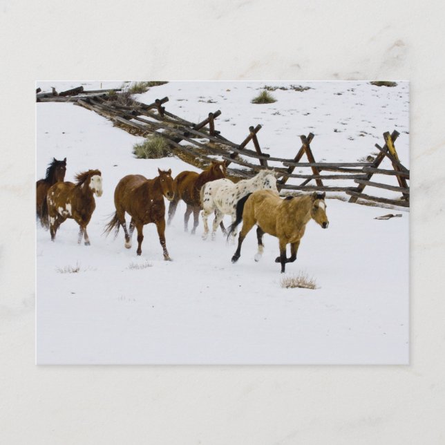 Horses Running in Snow Postcard (Front)
