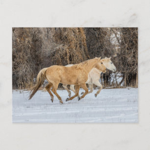 Horses Running in Snow Postcard