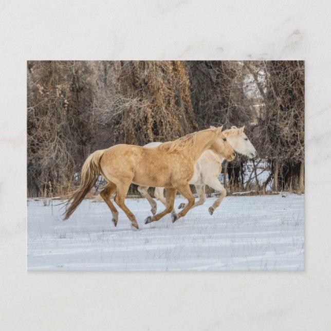 Horses Running in Snow Postcard (Front)