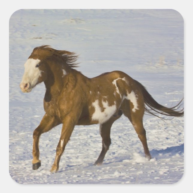 Horses Running in Snow Square Sticker (Front)