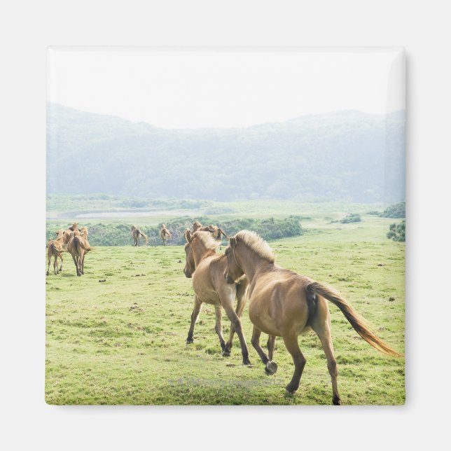 Horses running magnet (Front)