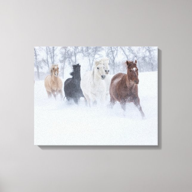 Horses Running Through the Snow Canvas Print (Front)