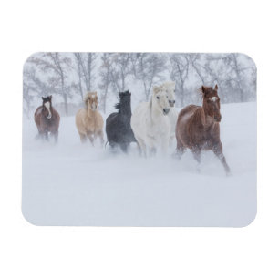 Horses Running Through the Snow Magnet