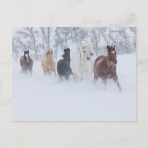 Horses Running Through the Snow Postcard