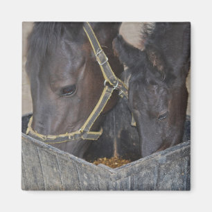 Horses sharing magnet