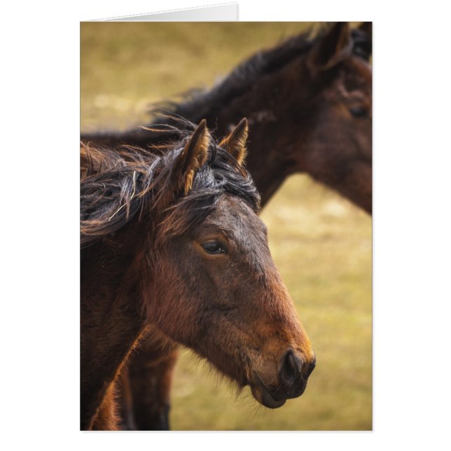 Horses Side By Side (Front)