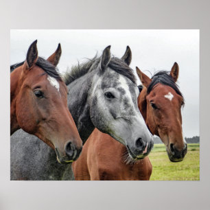 Horses Side by Side, Head and Chest, Bays, Grey Poster