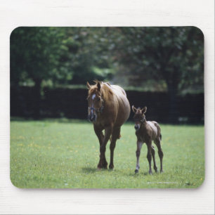 Horses - Thoroughbred, Mare And Foal, Mouse Mat