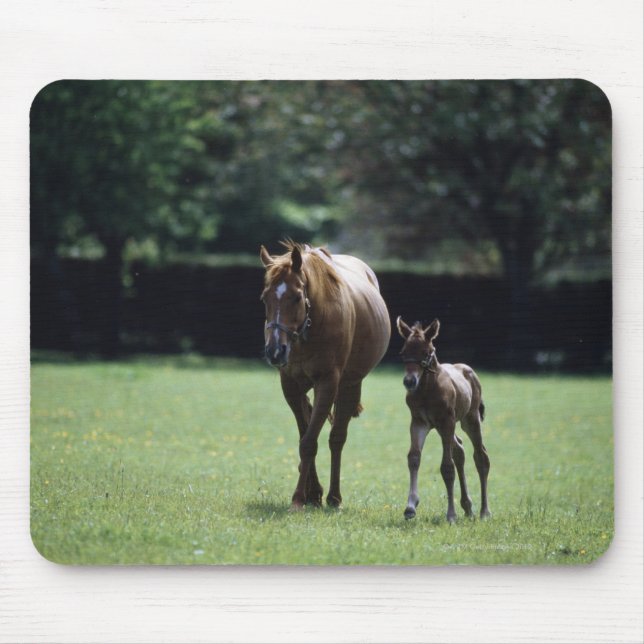 Horses - Thoroughbred, Mare And Foal, Mouse Mat (Front)