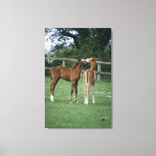 Horses - Thoroughbreds, Foals, Canvas Print