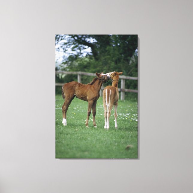 Horses - Thoroughbreds, Foals, Canvas Print (Front)