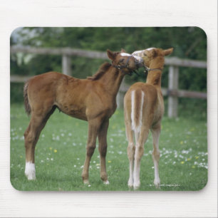 Horses - Thoroughbreds, Foals, Mouse Mat