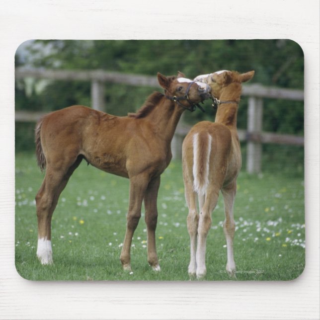 Horses - Thoroughbreds, Foals, Mouse Mat (Front)