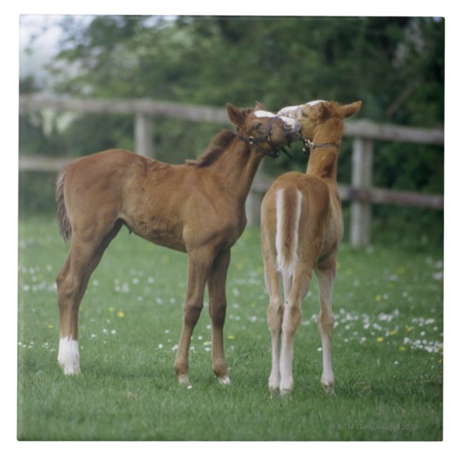 Horses - Thoroughbreds, Foals, Tile (Front)