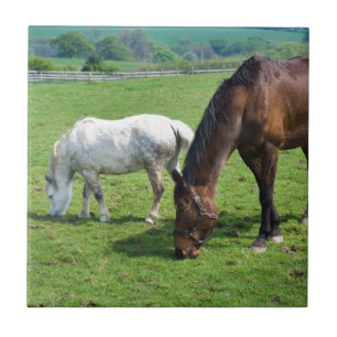 Horses Tile
