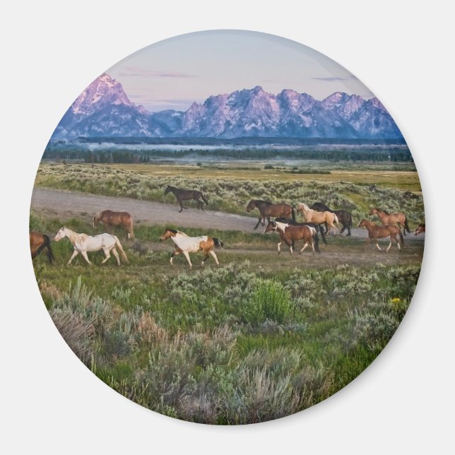 Horses Walk Magnet (Front)