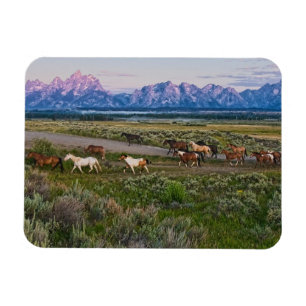 Horses Walk Magnet