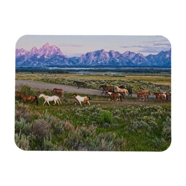 Horses Walk Magnet (Horizontal)