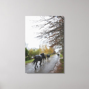 Horses walking down Oak Street in rain, Greyton, Canvas Print