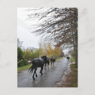 Horses walking down Oak Street in rain, Greyton, Postcard